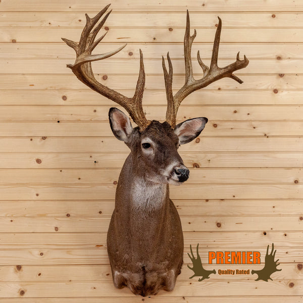 Premier 200 Class Whitetail Buck Deer Taxidermy Shoulder Mount MM5017