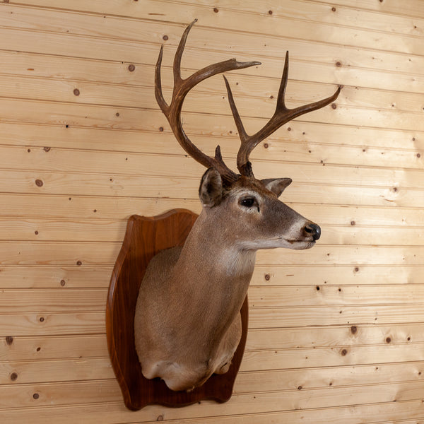 Excellent 7-Point Whitetail Buck Deer Skull & Antlers Taxidermy Mount -  SafariWorks Decor