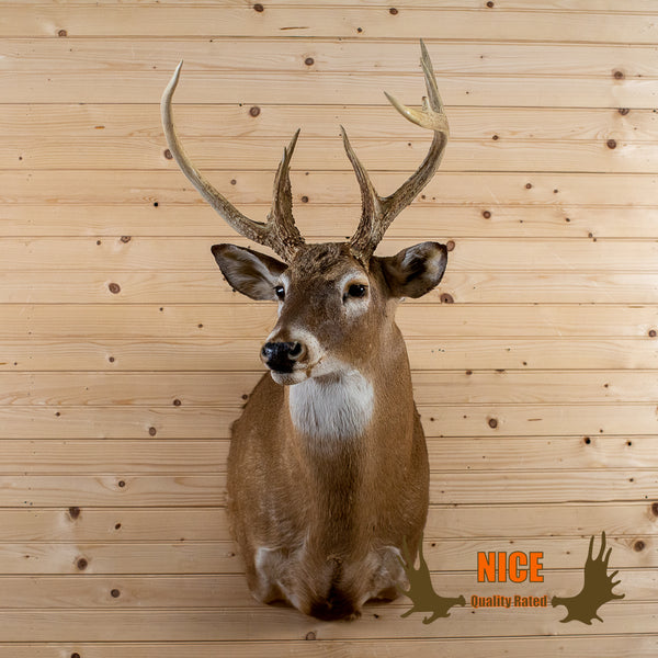 Excellent 7-Point Whitetail Buck Deer Skull & Antlers Taxidermy Mount -  SafariWorks Decor