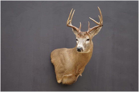 Showpiece Taxidermy: South Dakota Deer Mount Taxidermist