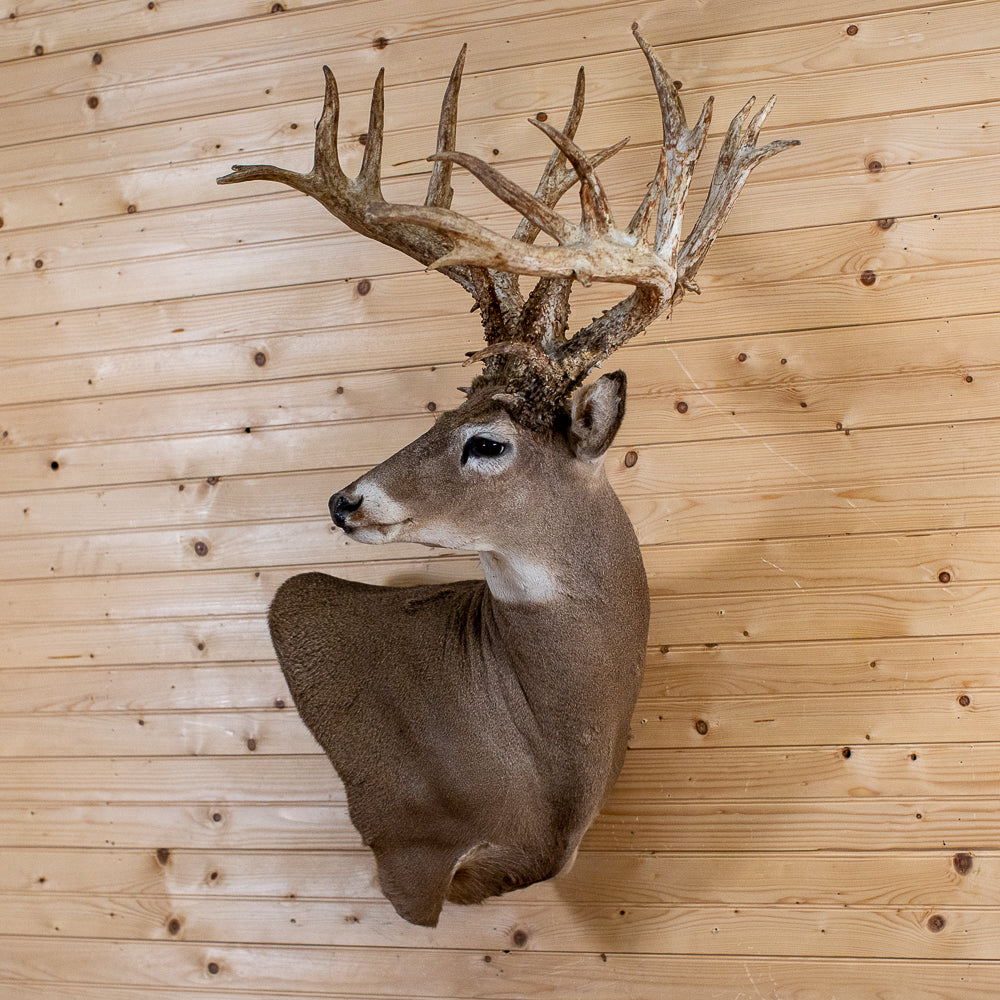Deer Mounts Ear Position | DeerHabitat