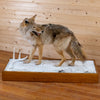 Excellent Coyote Taxidermy Lifesize Full Body Mount GB4200