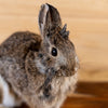 Premier Cottontail Rabbit Taxidermy Mount with Horns GB4202