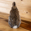 Premier Cottontail Rabbit Taxidermy Mount with Horns GB4202