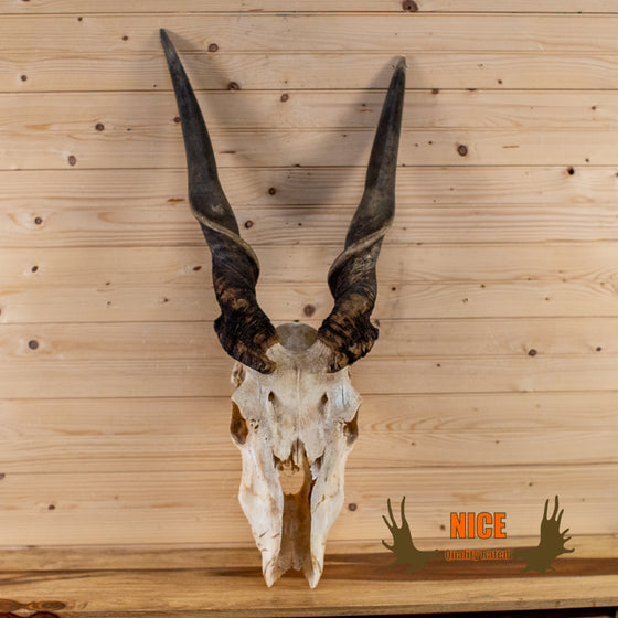 African common eland skull with horns for sale
