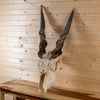 African Eland Skull GB4205