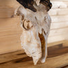 African Eland Skull GB4205