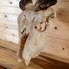 African Eland Skull GB4205