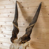 African Eland Skull GB4205