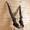 African Eland Skull GB4205