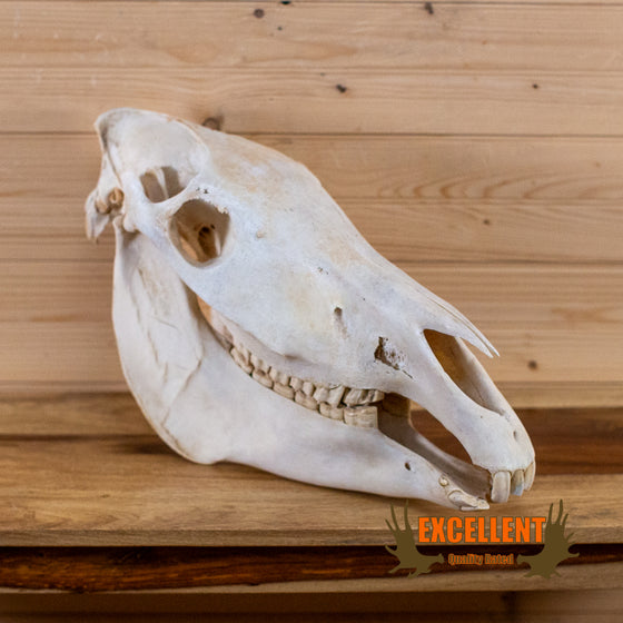 Burchell's zebra skull for sale