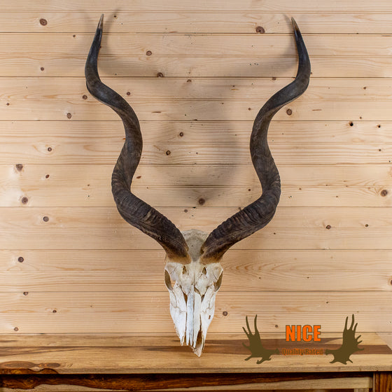 African greater kudu skull and horns for sale