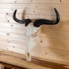 Excellent African Blue Wildebeest Skull and Horns GB4208