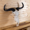 Excellent African Blue Wildebeest Skull and Horns GB4208