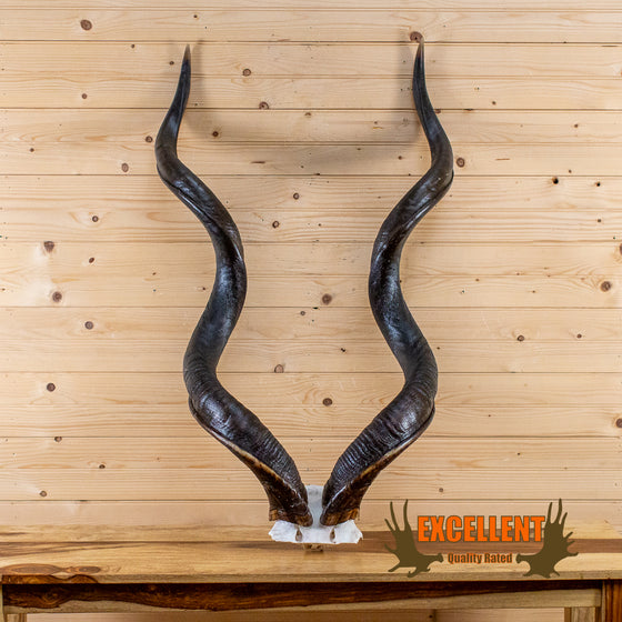 African greater kudu horns with skull cap for sale