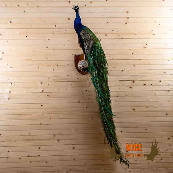 Nice Blue Indian Peacock Full Body Taxidermy Mount GB4211