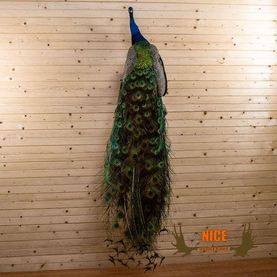 Nice Blue Indian Peacock Full Body Taxidermy Mount GB4212