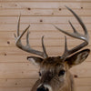 Premier 10-point Whitetail Buck Taxidermy Mount GB4213