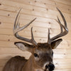 Premier 10-point Whitetail Buck Taxidermy Mount GB4213