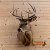 whitetail deer buck taxidermy shoulder mount for sale