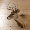 Premier 10-point Whitetail Buck Taxidermy Mount GB4213