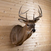 Premier 10-point Whitetail Buck Taxidermy Mount GB4213