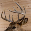 Premier 10-point Whitetail Buck Taxidermy Mount GB4213