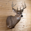 Excellent 11-point Whitetail Buck Taxidermy Mount GB4214