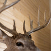 Excellent 11-point Whitetail Buck Taxidermy Mount GB4214