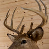 Premier 11-point Whitetail Buck Taxidermy Mount GB4215