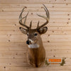 whitetail deer buck taxidermy shoulder mount for sale