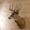 Premier 11-point Whitetail Buck Taxidermy Mount GB4215