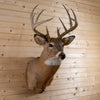 Premier 11-point Whitetail Buck Taxidermy Mount GB4215