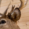 Premier 11-point Whitetail Buck Taxidermy Mount GB4215