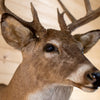 Premier 11-point Whitetail Buck Taxidermy Mount GB4215