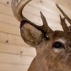 Premier 11-point Whitetail Buck Taxidermy Mount GB4215