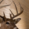 Premier 11-point Whitetail Buck Taxidermy Mount GB4215