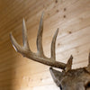 Premier 10-point Whitetail Buck Taxidermy Mount GB4216