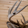 Premier 10-point Whitetail Buck Taxidermy Mount GB4216