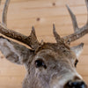 Premier 10-point Whitetail Buck Taxidermy Mount GB4216