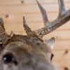 Premier 10-point Whitetail Buck Taxidermy Mount GB4216