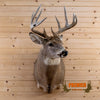 whitetail deer buck taxidermy shoulder mount for sale