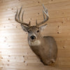 Premier 10-point Whitetail Buck Taxidermy Mount GB4216