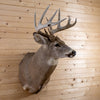 Premier 10-point Whitetail Buck Taxidermy Mount GB4216