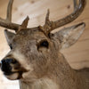 Premier 10-point Whitetail Buck Taxidermy Mount GB4216