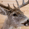 Premier 10-point Whitetail Buck Taxidermy Mount GB4216