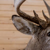 Premier 10-point Whitetail Buck Taxidermy Mount GB4216