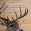 Premier 10-point Whitetail Buck Taxidermy Mount GB4216