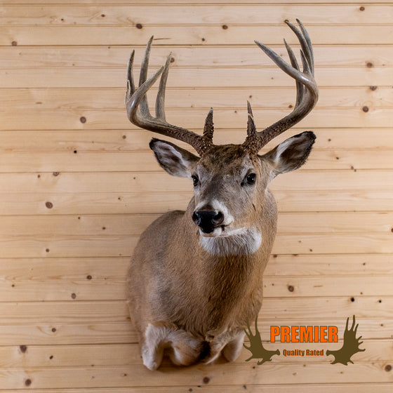 whitetail deer buck taxidermy shoulder mount for sale