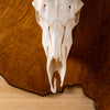 Excellent African Impala and Hartebeest Taxidermy Skulsl European Mount GB4219